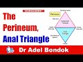 Perineum Anatomy, Anal Canal and Ischiorectal Fossa, Dr Adel Bondok