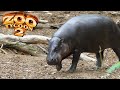 Pygmy Hippopotamus Exhibit Speed Build - Zoo Tycoon 2