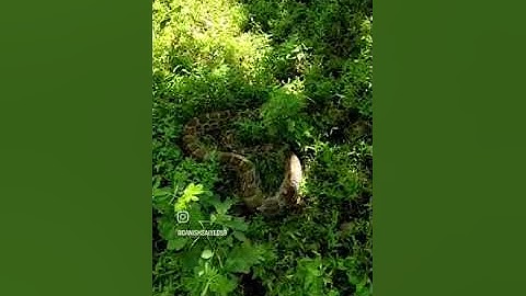 10 foot long python was released in the jungle after rescuing it