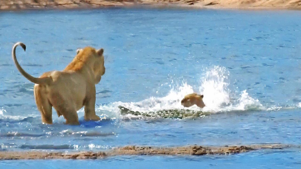 Crocodile Ambushes Lion Cubs in front of Mother