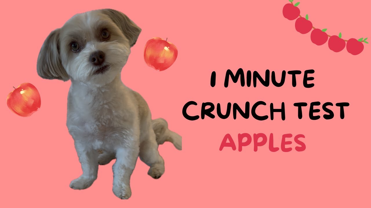 Ruby eats crunchy apples (Crunchy food test #1) 