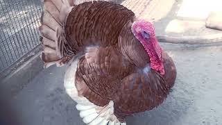 Heritage Turkeys | BrownTurkey Heritage Turkeys Marczyks