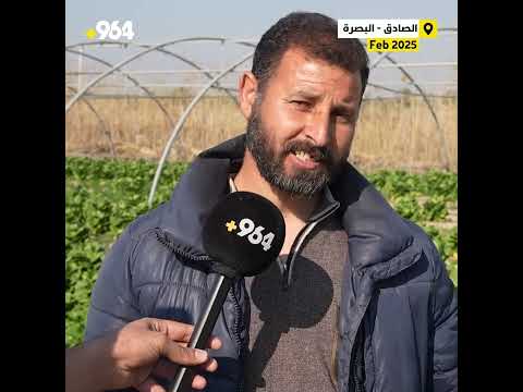 نصيحة من حقول خس البصرة ندمنا على الماضي نتائج التنقيط مذهلة