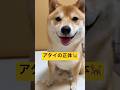 真実を聞いてみた🐕#柴犬 #豆柴 #shibainu #犬 #shorts