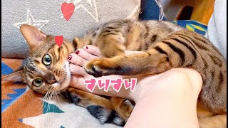 手じゃなく足で撫でろと催促してくるお嬢猫が可愛い