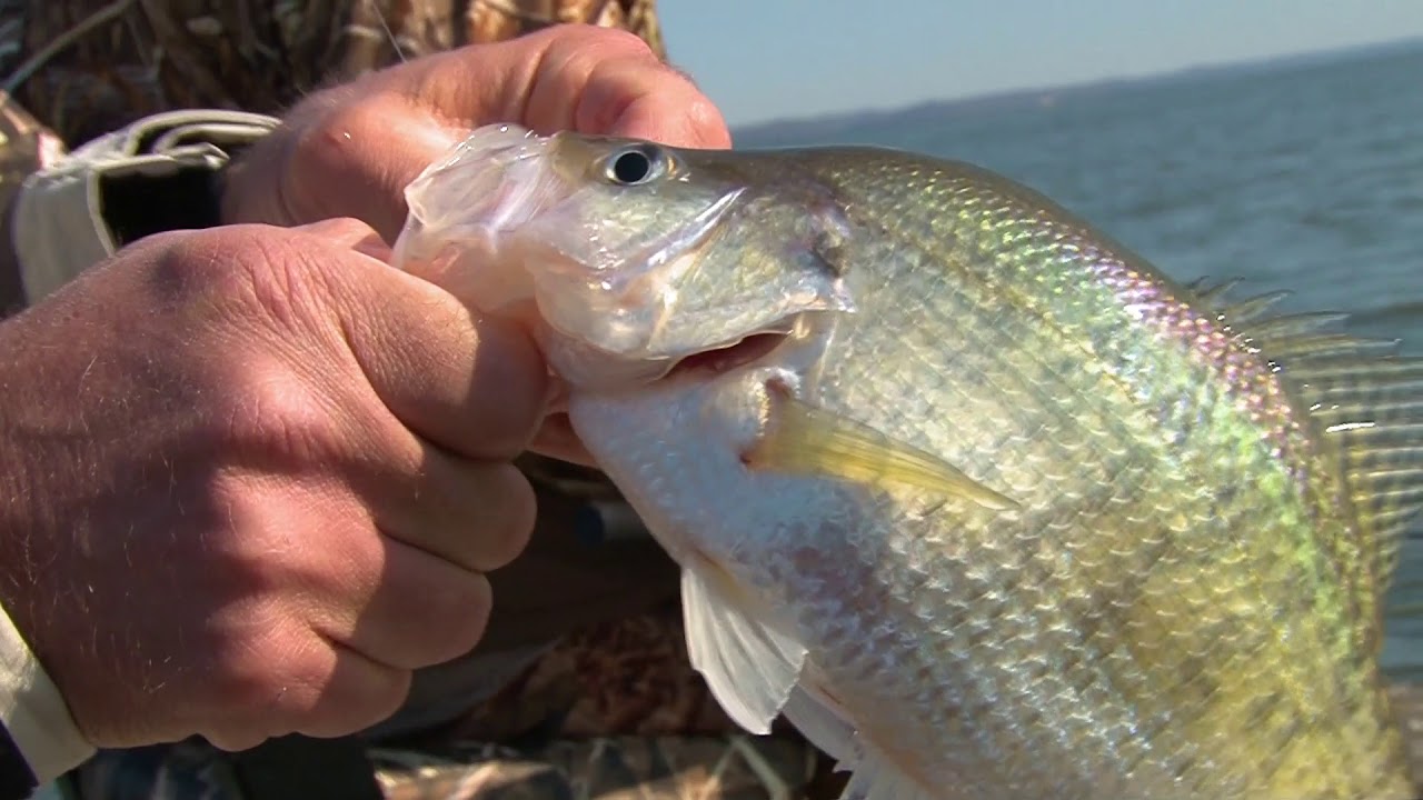 Brush Piles For Crappie on Kentucky Lake YouTube
