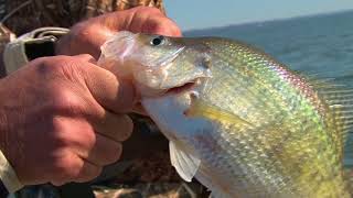 Brush Piles For Crappie on Kentucky Lake