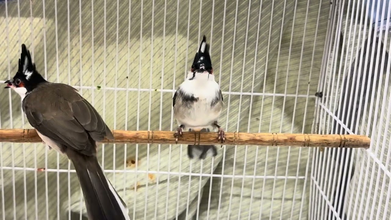 Делюсь с вами информацией о росте седых волос.