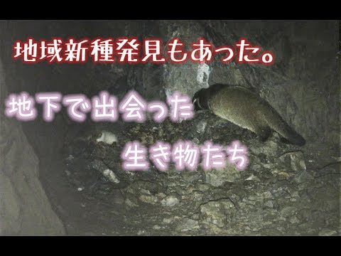 地下にはどんな生き物が住んでいる？！