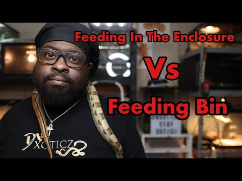 Feeding in Enclosure vs Feeding Bin | Pros-cons | Which is better?