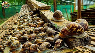 Snail Farming, How Europeans raise millions of snails to make cosmetics - Processing Factory