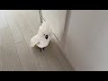 ママを見送りできなかったオウムがトイレ出待ちしてるんだが…