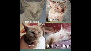 Mengobati kucing KURAPAN/BUDUGAN 5 hari sembuh total/treat cat scabies and  molds