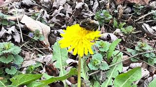 Native bees mating in early spring - Southwestern Ohio - Osmia taurus (?)