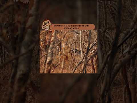 الزحف إلى أنفاس الجاموس مسارات عبر أفريقيا لحظة 