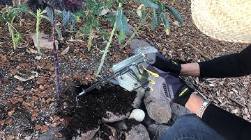 How to use a gopher or mole cinch trap