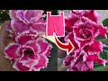 DIY Cara Membuat Bunga Mawar dari Plastik Kresek - How to Make Rose Flower from Plastic Bag