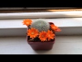 rebutia timelapse