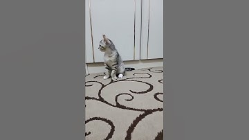 Thumbnail of use this sound to call your cat 🐈