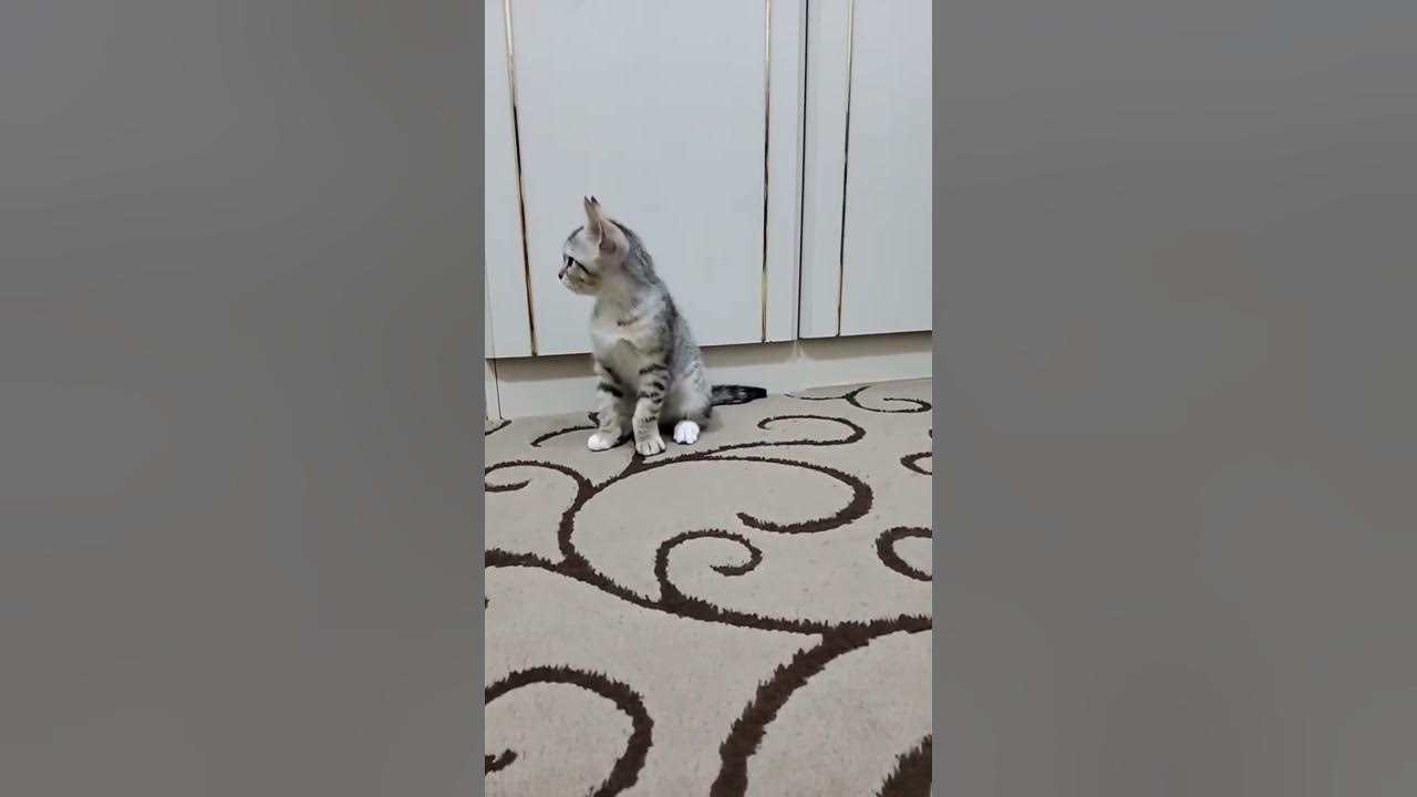 use this sound to call your cat 🐈