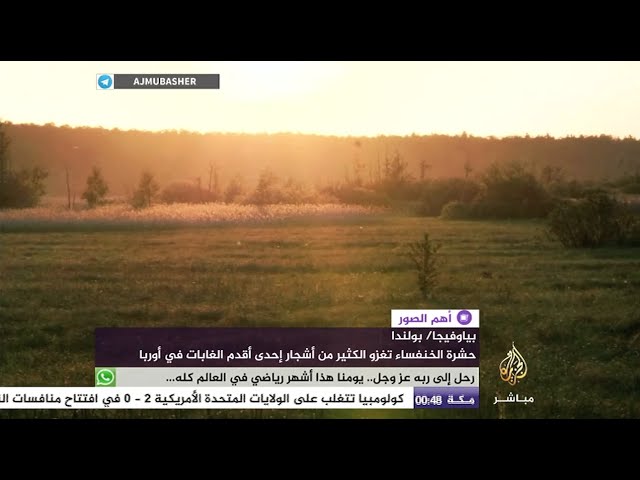 جمال الطبيعة في بولندا تهدده حشرة