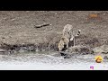 Giant Crocodile Catches Cheetah-SLOW MOTION