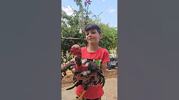 دجاجتي الكبيره براء وسميرة 