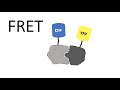 Understanding FRET: Fluorescence Resonance Energy Transfer