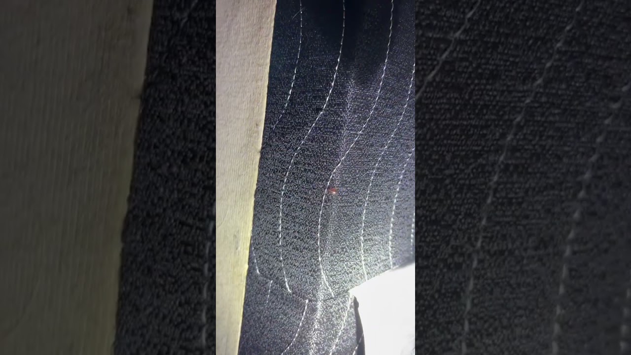 Bed bug flushed out of Hiding during treatment in Louisville Kentucky 