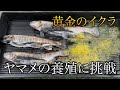 【庭池の山女魚が産卵】自宅の池で泳ぐヤマメが繁殖期を迎えたから養殖したい！