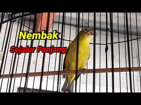Masteran Pleci Nembak Wit Wit Wit Speed