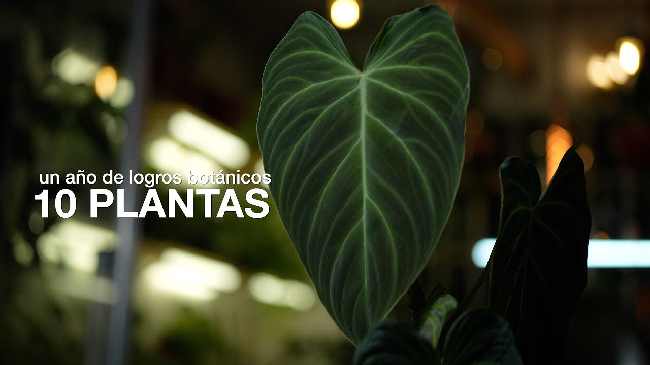 Arranco 2026 así: los logros botánicos de 2025 en 10 plantas