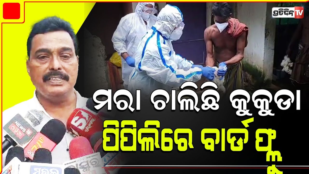 କୁକୁଡ଼ା ପାଇଁ ଚେତାବନୀ, ମାରିବା ଆଗରୁ ଦିଅ ଚାଷୀଙ୍କୁ କ୍ଷତି ପୂରଣ! Chickens to be culled in Pipili Bird Flu.