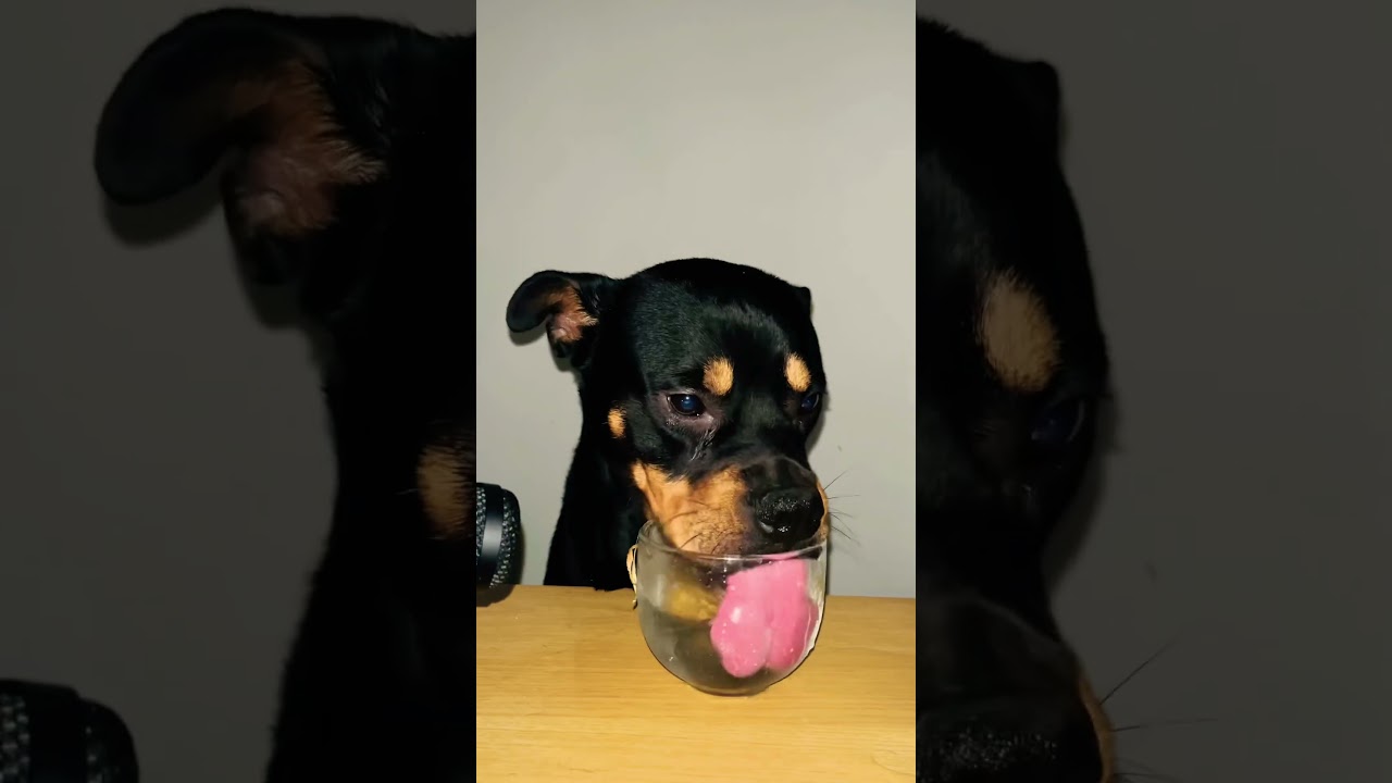 Funny Cute Dog Enjoying Water 😱 