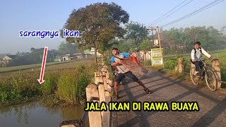 REJEKI NOMPLOK.. ❗❗Sekali tebar jala ikan di jembatan rawa buaya dapat banyak ikan || Angger Jala
