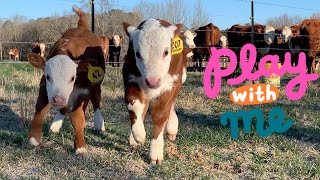 Hereford Baby Calves