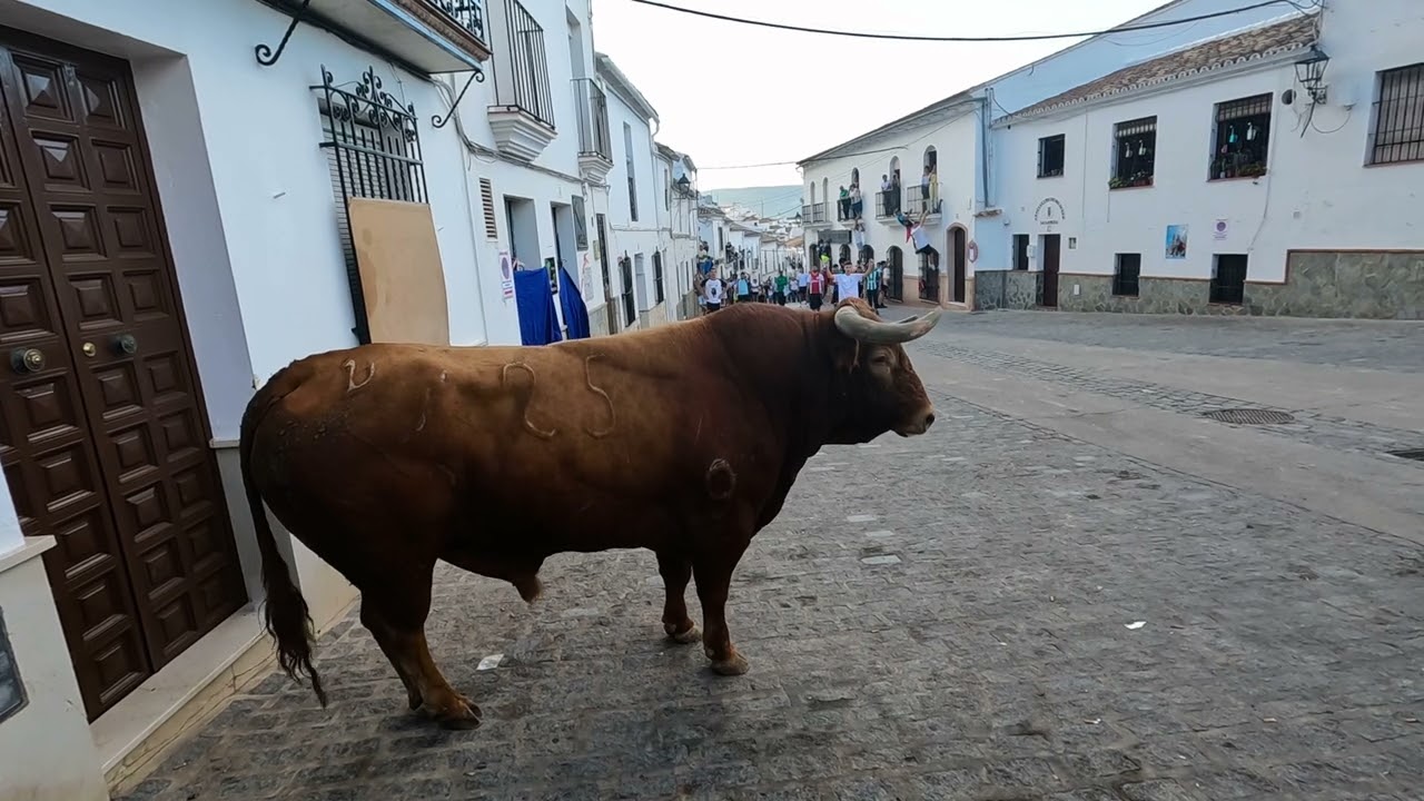 3 Toro virgen del rosario El Gastor 18:30