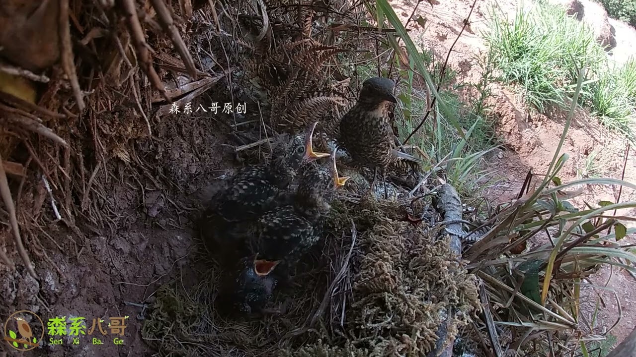 The cuckoo is still struggling on the food and clothing line杜鹃鸟还在温饱线上挣扎，别的小鸟已经开始练习拍打翅膀