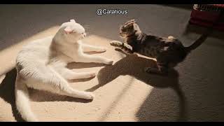 Is it Safe for a Cat to Eat Popcorn? Avoid These Common Risks for Your Feline Friend!