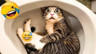 🐶😂 New Funny Cats and Dogs Videos 😹🐈 Funny Animal Moments 2024 # 19