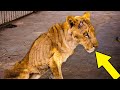 They nearly euthanized this rare lioness when something miraculous happened