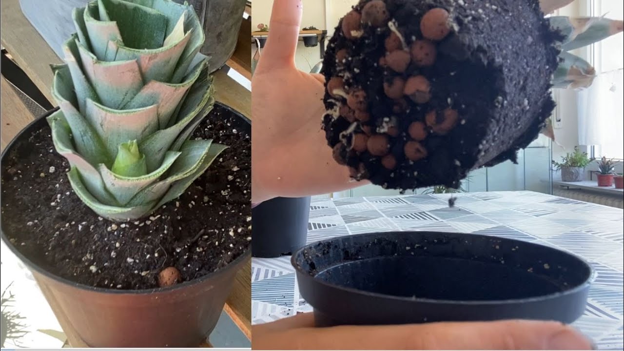 Ananas Guave Aus Samen Ziehen Ananas aus der Frucht selber ziehen; Ananas vermehren [Anleitung] - YouTube