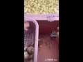 Live #streetfoodtour #pov