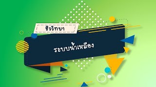 ระบบน้ำเหลือง วิชาชีววิทยา ม.5