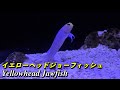 【アクアリウム】イエローヘッドジョーフィッシュの紹介（Yellowhead Jawfish）