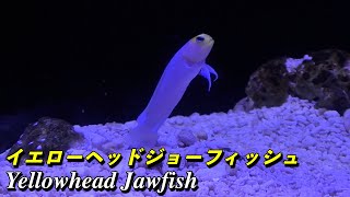 【アクアリウム】イエローヘッドジョーフィッシュの紹介（Yellowhead Jawfish）