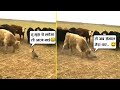 गाय को लगा छोटा है डर जाएगा पर उल्टा गाय की ही बैंड बजा दी 😂🤣ll Animal funniest moment part-29