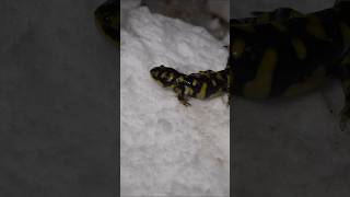 HUNTING for Tiger Salamanders in WORST Snowstorm Colorado has Seen in Years! #wildlife #salamander