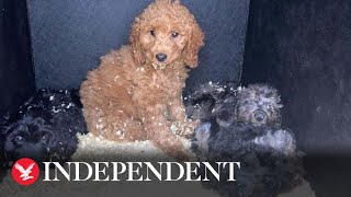 Police seize 57 puppies believed to be illegally smuggled in Northern Ireland