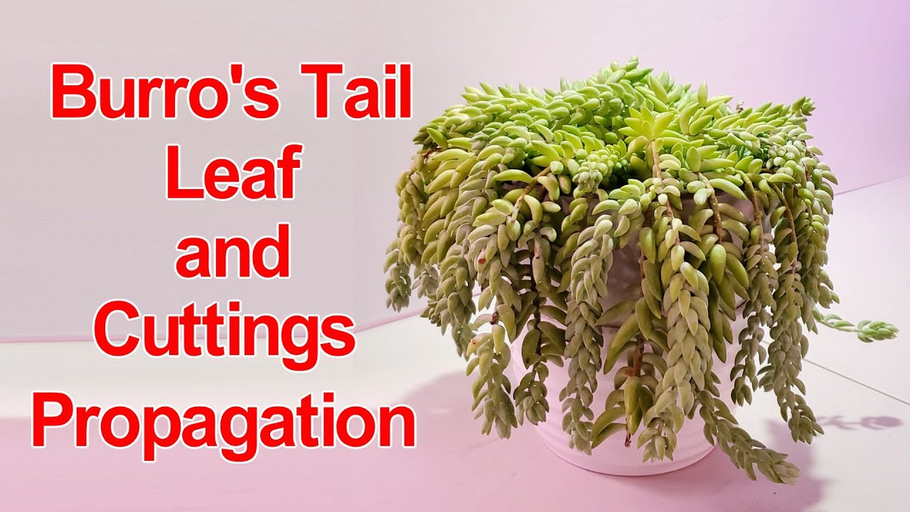 Burros Tail / Donkey Tail Leaf and Cuttings Propagation | NJ and TX Garden